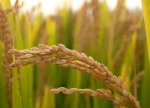 緩控釋肥對(duì)水稻生長(zhǎng)發(fā)育的影響，這些知識(shí)你可能不清楚，不妨看看