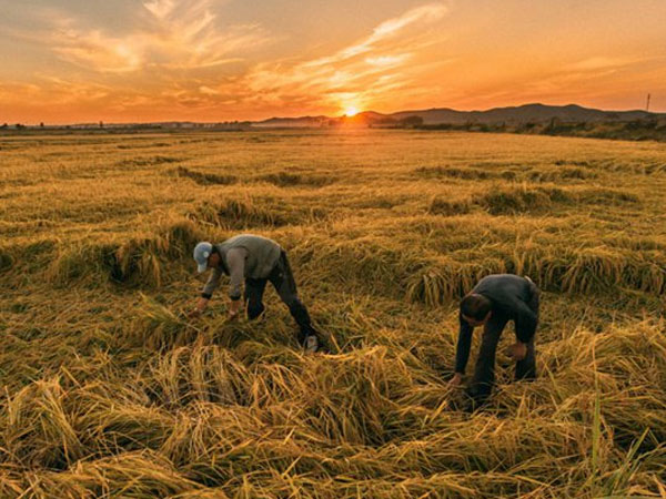 &ldquo;吉林大米&rdquo;的五年之變