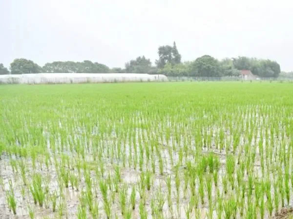 上海這個區(qū)，為何有底氣賣50塊一斤的大米？