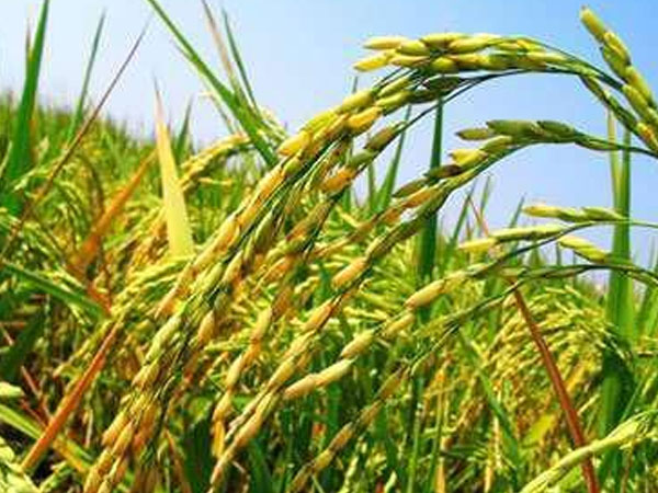 如何能有效防止大米生蟲？