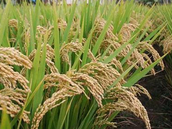 42.5萬畝稻田、1300余臺收割機&hellip;&hellip;豐收！熱，并快樂著