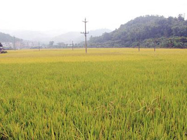 東北玉米水稻面臨一場大威脅！