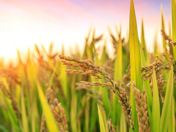 濮陽日處理50噸新型水稻烘干機(jī)的注意事項(xiàng)