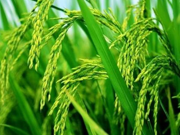 華南農(nóng)業(yè)大學(xué)水稻無人農(nóng)場產(chǎn)出大米，畝產(chǎn)558.6公斤