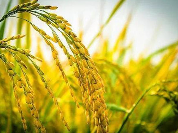 今年雨水多，對(duì)水稻的收成有影響嗎？