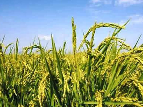 &ldquo;北稻南移&rdquo; 東北水稻在自貢榮縣這個村長勢良好！