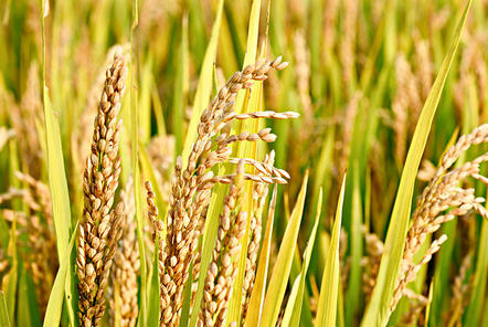 重磅！沙漠變良田！海水稻再次迎來(lái)大豐收，可多養(yǎng)活8千萬(wàn)人口！