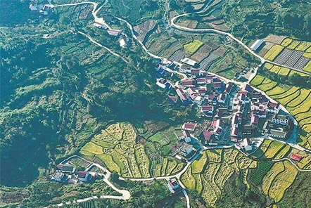 梯田水稻迎豐收