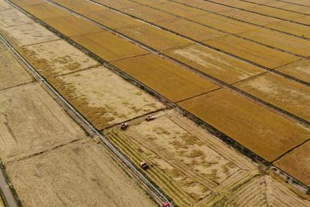 連云港：2萬畝&ldquo;海水稻&rdquo;開鐮收割