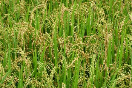 好消息！我國北海岸6&permil;耐鹽堿&ldquo;海水稻&rdquo;試種成功