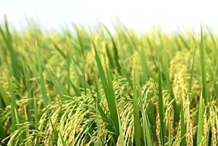 &ldquo;榨菜之鄉(xiāng)&rdquo;重慶成功研發(fā)國內(nèi)首臺榨菜聯(lián)合收割機