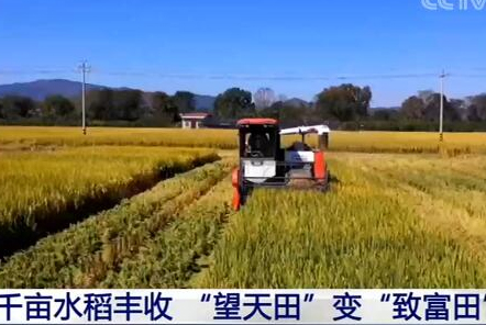 福建長?。呵М€水稻豐收 &ldquo;望天田&rdquo;變&ldquo;致富田&rdquo;