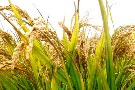 甘蔗收割機 地頭顯&ldquo;身手&rdquo;