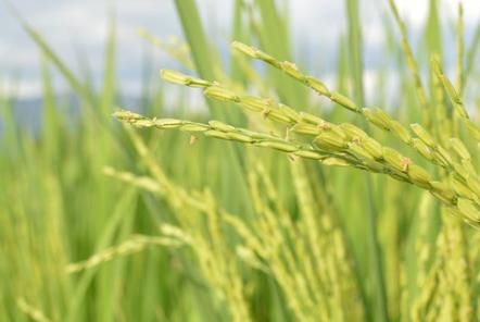 這家企業(yè)得分！湖南省公布谷物聯(lián)合收割機(jī)質(zhì)量調(diào)查結(jié)果