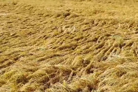 農(nóng)民如何選購水稻聯(lián)合收割機？有哪些注意事項？