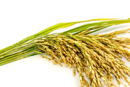 水稻白背飛虱嚴(yán)重？是不是你的氮肥施用太多了