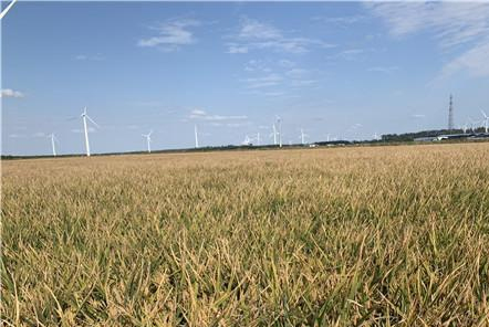 知道了這五條，再也不用擔(dān)心會(huì)買錯(cuò)收割機(jī)了！